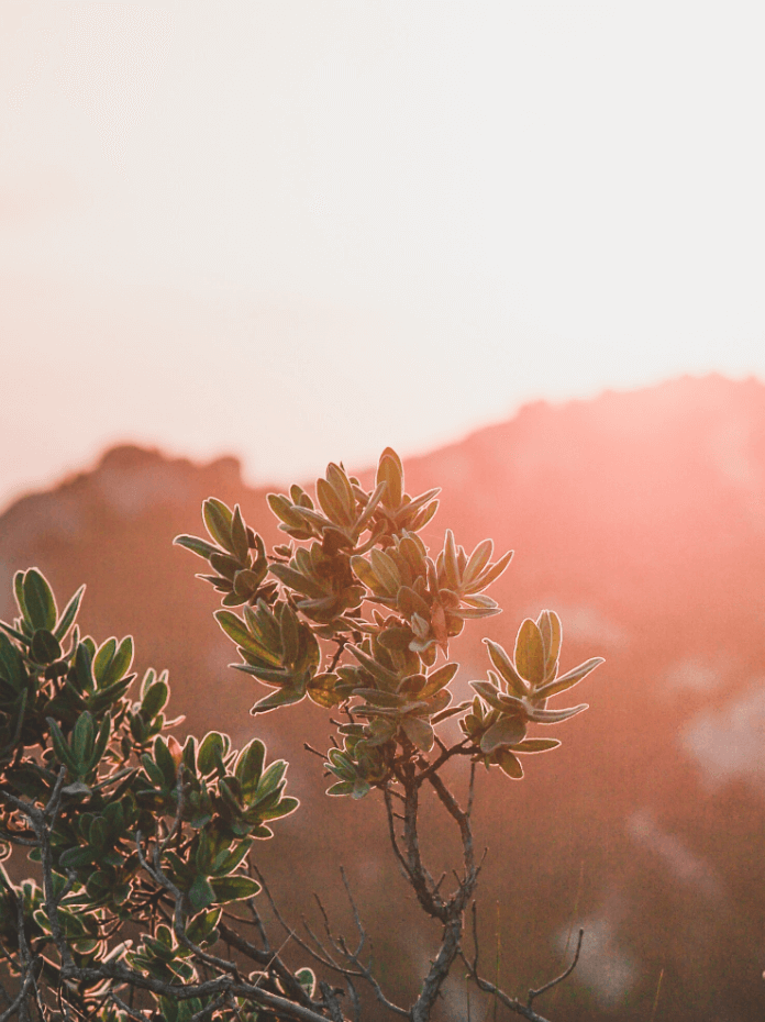 Photo d'un couché de soleil sur une branche de pin de landes.