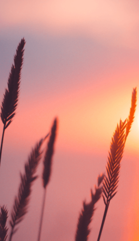 Photo d'épis de blé dans un ciel rose de couché de soleil.