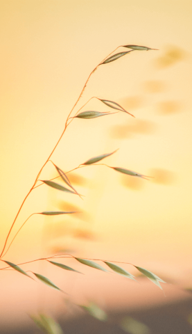 Photo d'un brin d'herbe des champs sur un couché de soleil.