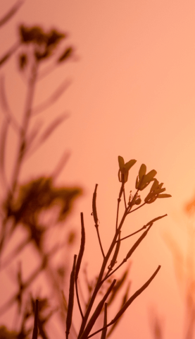 Photo de fleur sur un fond de couché de soleil.