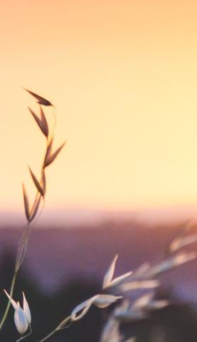 Photo d'un couché de soleil sur des épis de blés.