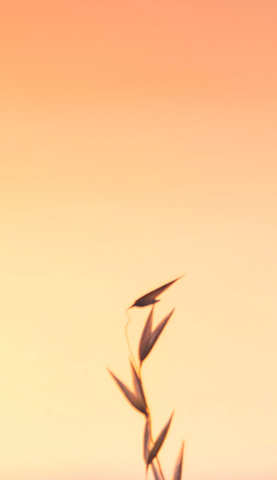 Photo d'un couché de soleil sur un épis de blé.
