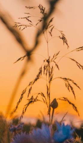 Photo d'un brin d'herbe des champs sur un couché de soleil.