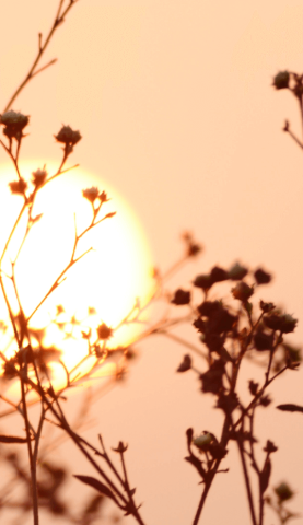 Photo d'un levé de soleil avec des fleurs en premiers plans.